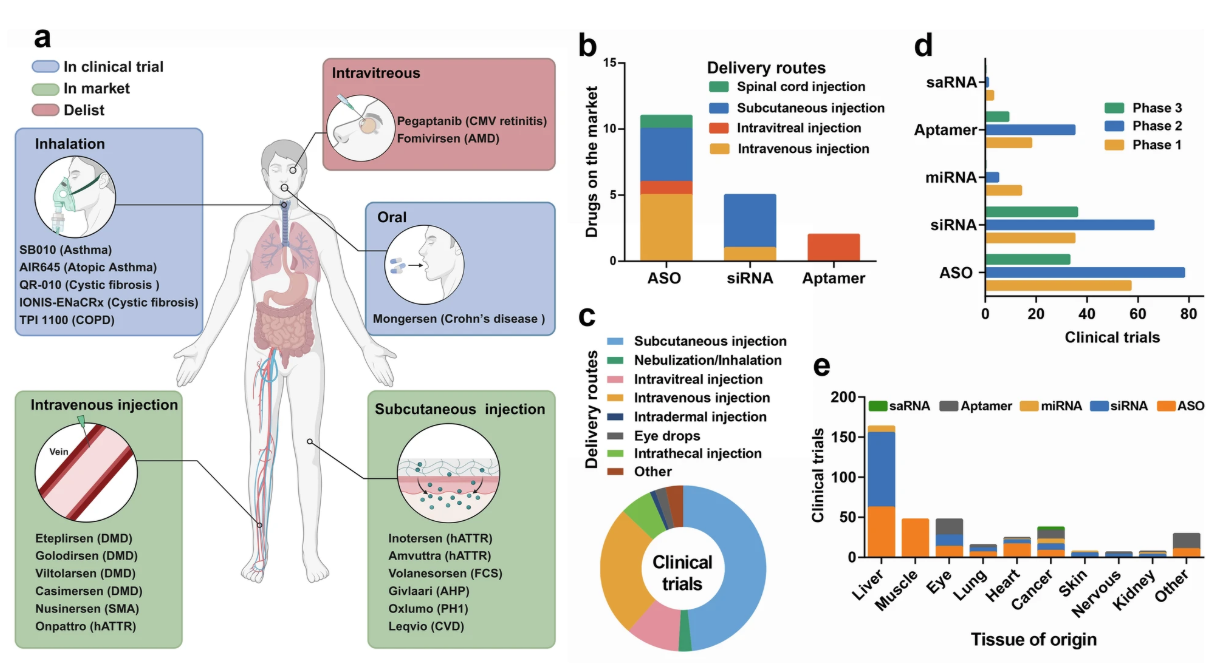 Small nucleic acid drugs used in clinical trials (Liu et al. 2025)