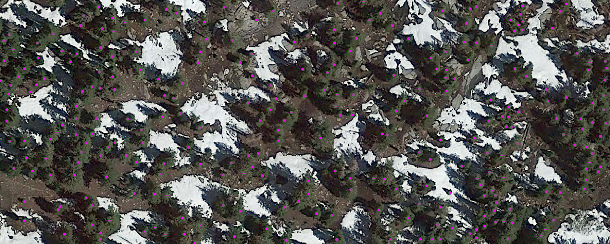 Evaluating Super-Resolution Sentinel Imagery for Tree Counting