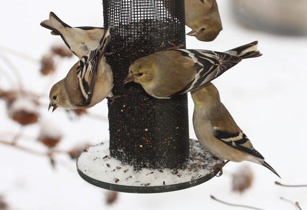 How to Prevent Salmonella in Birds: Essential Tips for Safe Care