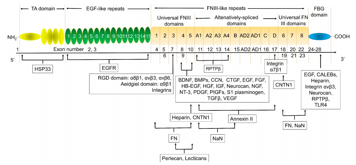 (Data source: Chen W, et al. Int J Biol Sci. 2024)