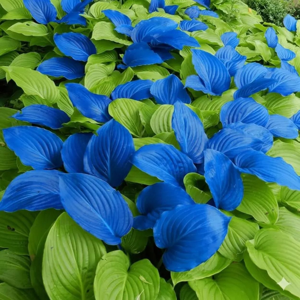 Bunte Vielfalt im Schatten: Hosta aus Samen ziehen
