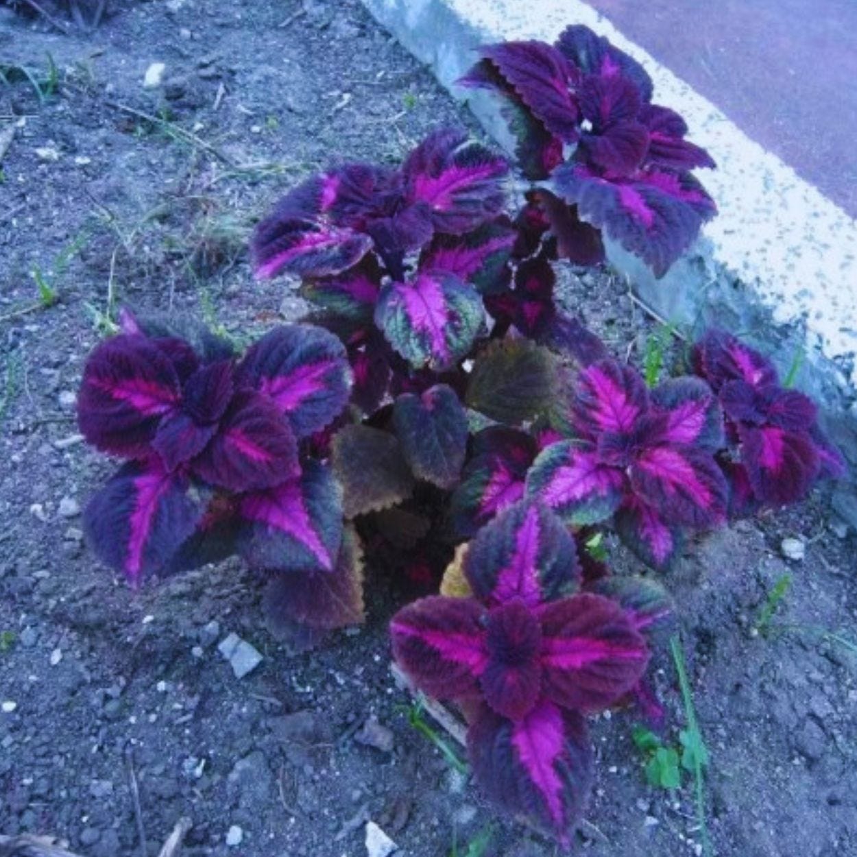 Black Purple Coleus Seeds — Breng Elegantie en Kleur in Uw Tuin