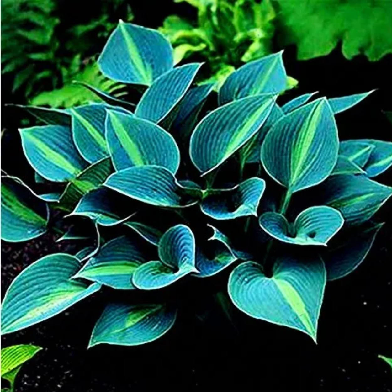 Hosta plantaginea : élégance et fragrance au cœur du jardin