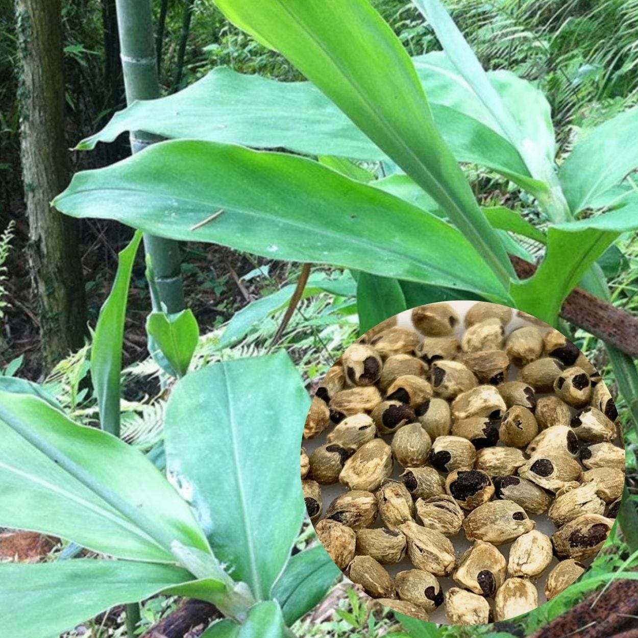 Myoga Ginger 50 Seeds : Cultivez le Gingembre Japonais Rare dans Votre Jardin