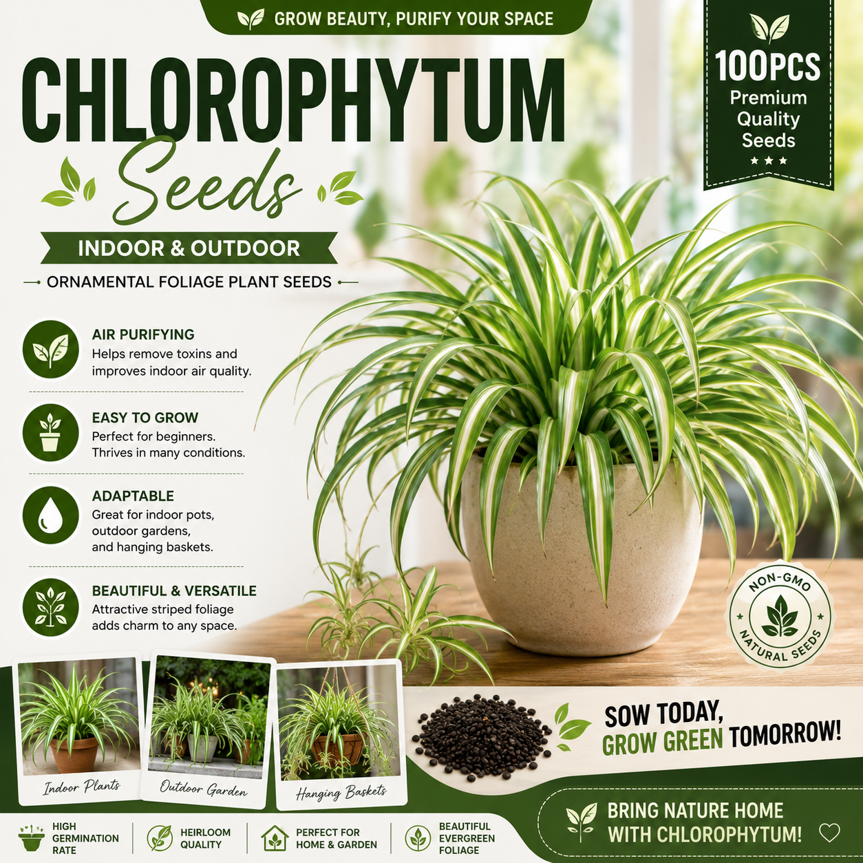 Spider Plant — Heirloom Chlorophytum Seeds : Une Plante Élégante et Facile à Cultiver