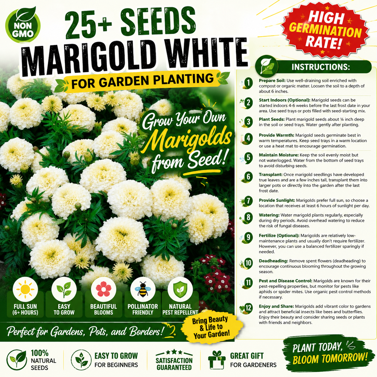 Marigold Seeds | 25+ Seeds, Kilimanjaro White for Garden Planting