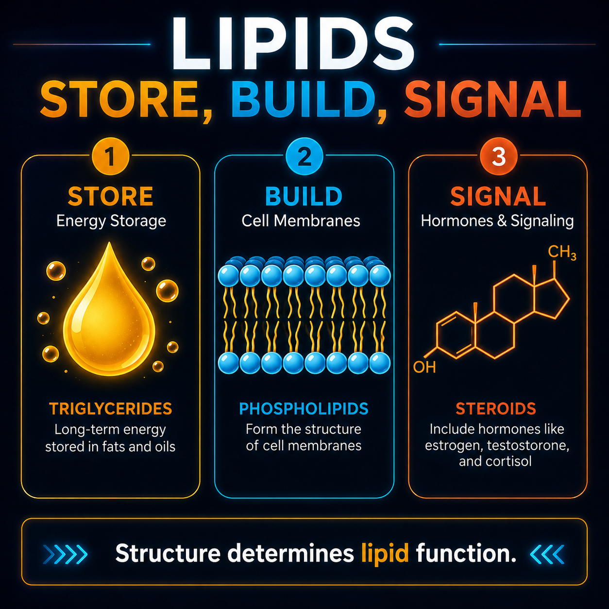 Lipids in AP Biology: The Simple Guide Students Actually Need