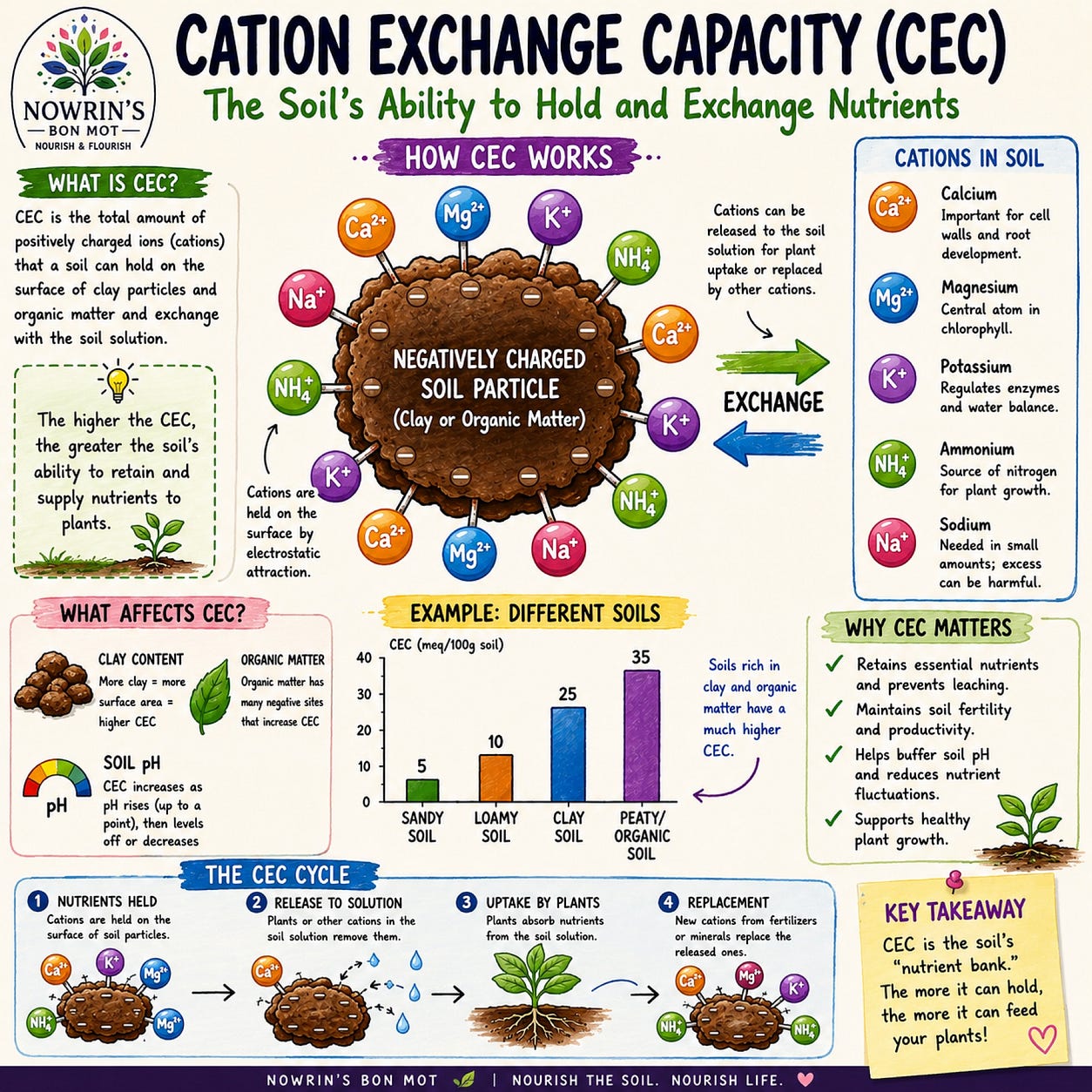 The Hidden Chemistry Beneath Our Feet: How Soil Nourishes Life