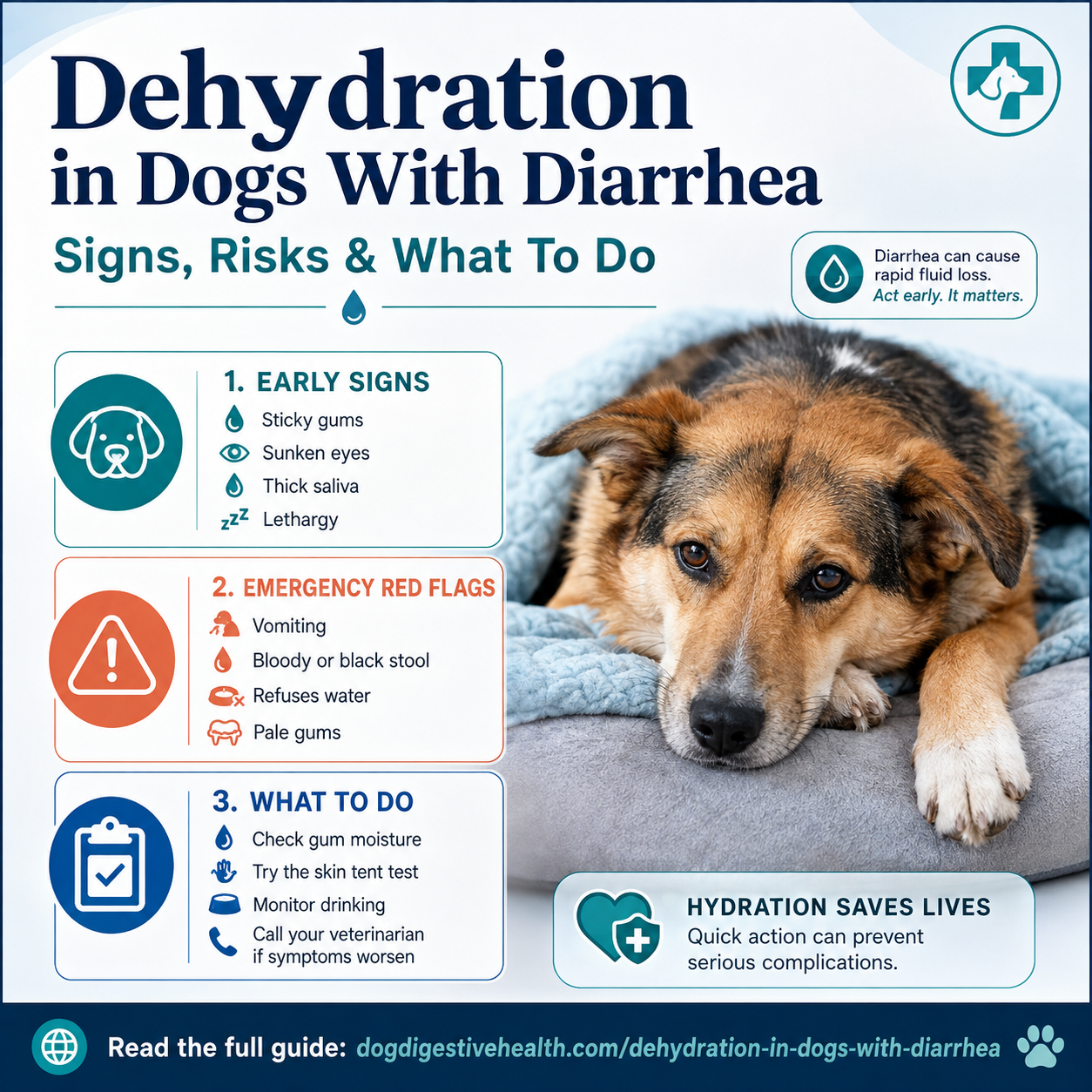 Dog dehydration infographic showing early signs, emergency red flags, and what to do when a dog has…