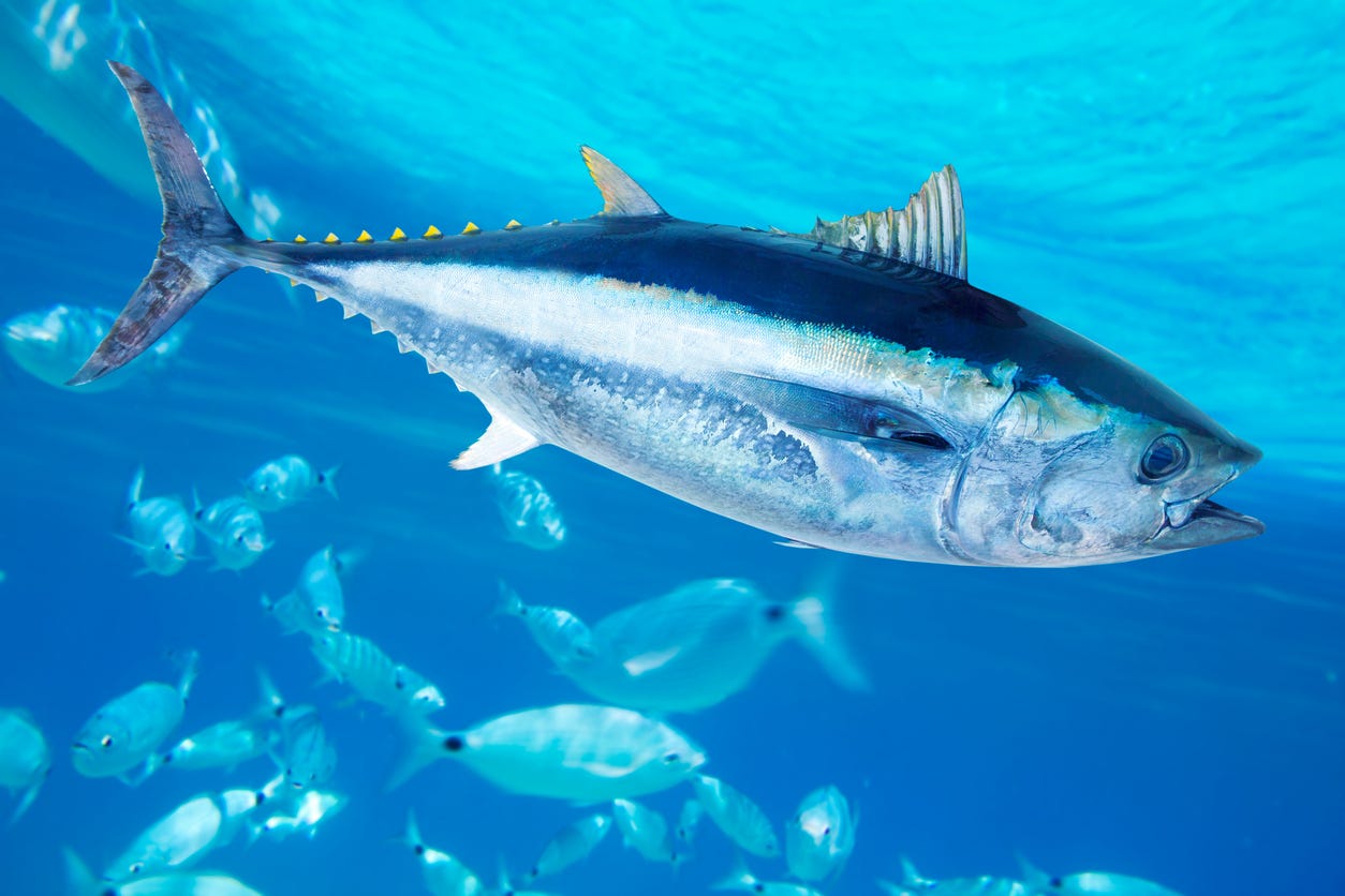 Ecuador Just Dropped a Bombshell on the Global Tuna Industry — And It Could Save the Oceans