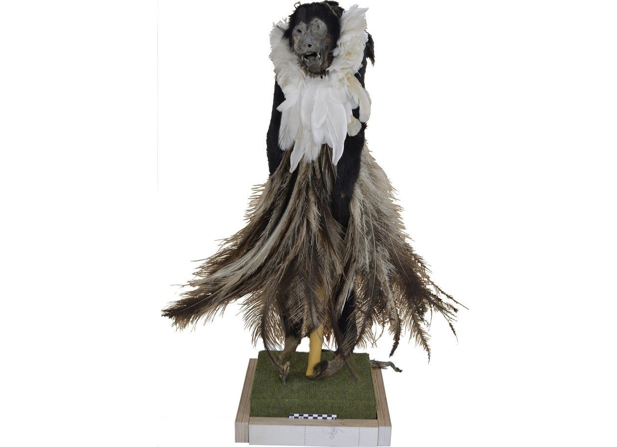 Back-and-gold howler monkey dressed in rhea and heron feathers from Gran Chaco, ca. 15 -17th century. Credit: Urbani et al. 2026