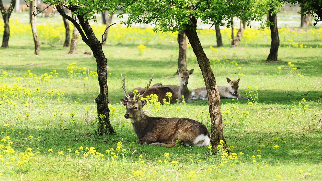 Herd of deer relaxing in the shade of trees in the grass