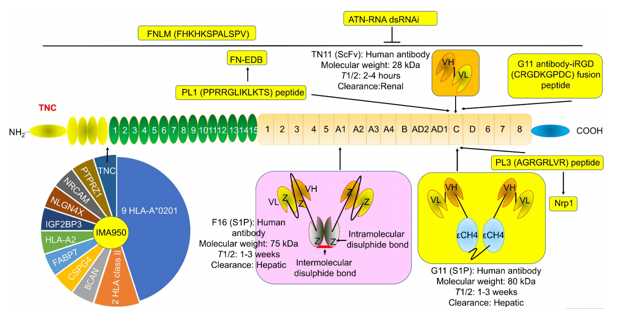 (Data source: Chen W, et al. Int J Biol Sci. 2024)