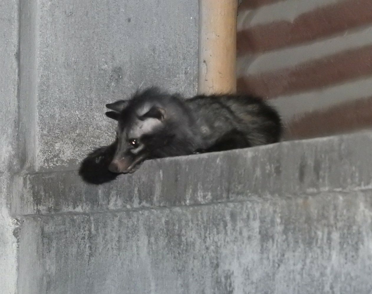Asian palm civet (Copyright: author)