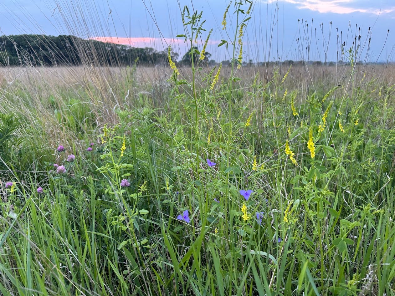 When the State of Minnesota Gives You $400 to Plant Pollinators