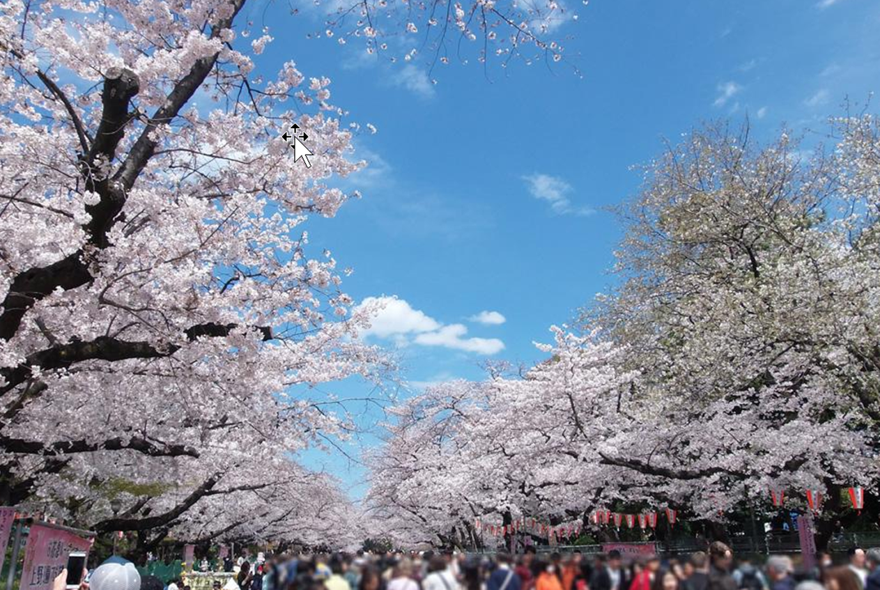 Japan Trivia 11: Cherry Blossoms: The Season of New Beginnings in Japan