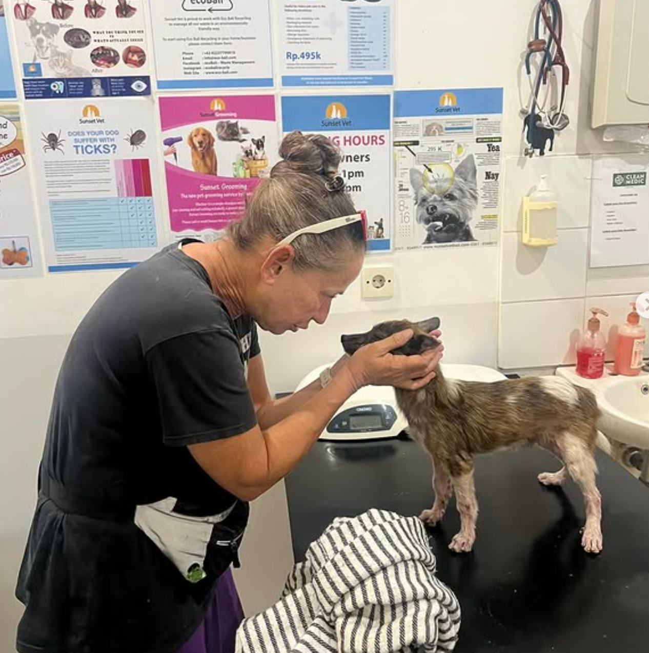 Rhonda Lepsch, the mother of all Bali street dogs