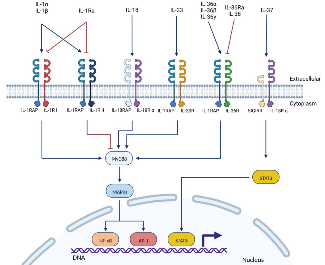 Inflammatory cytokine receptor IL1RAP