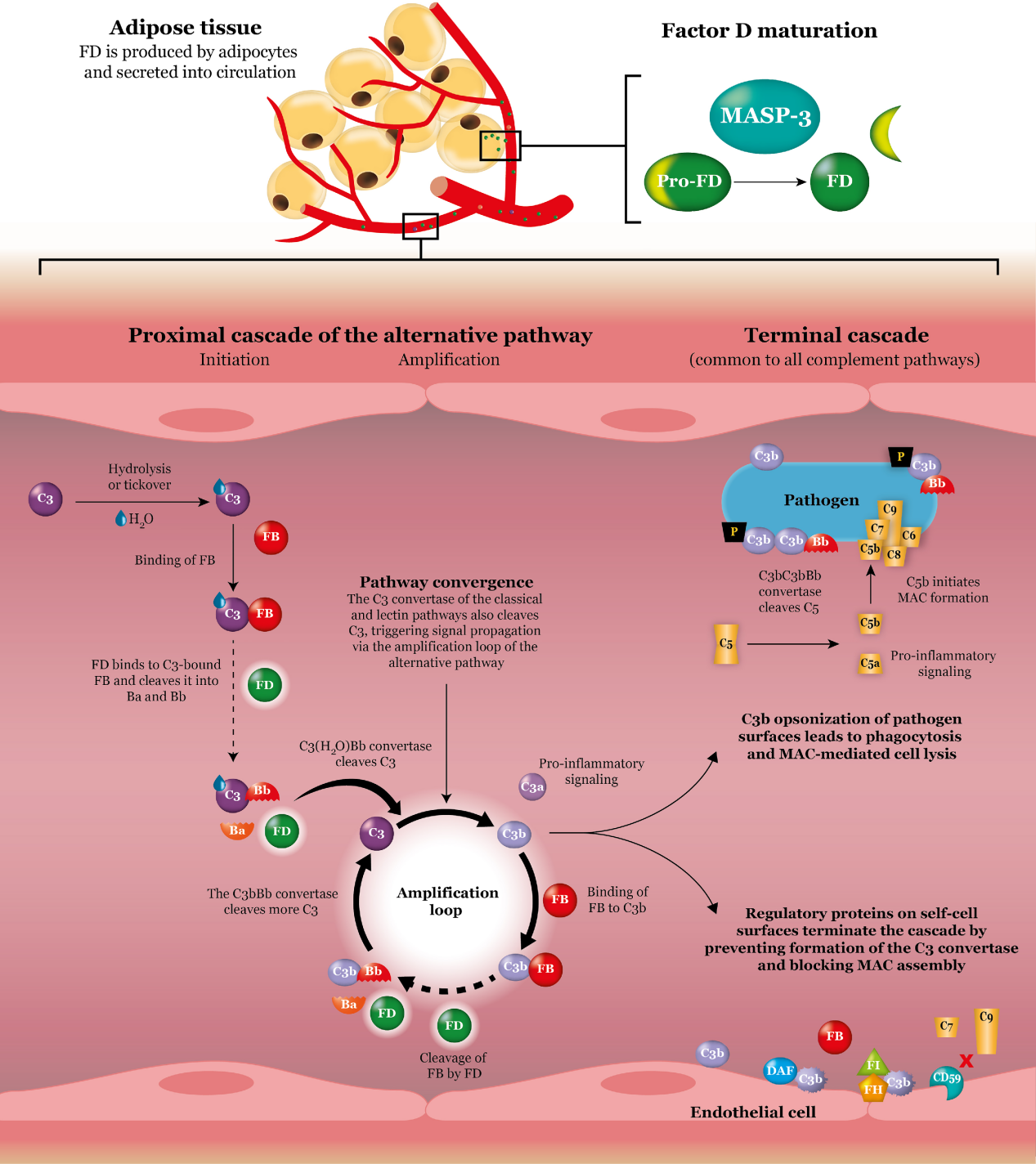 (Data source: Barratt J, et al. Front Immunol. 2021)