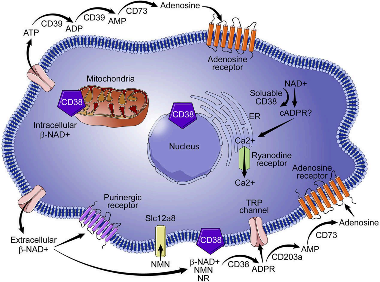 (Data source:Hogan KA, et al. Front Immunol)