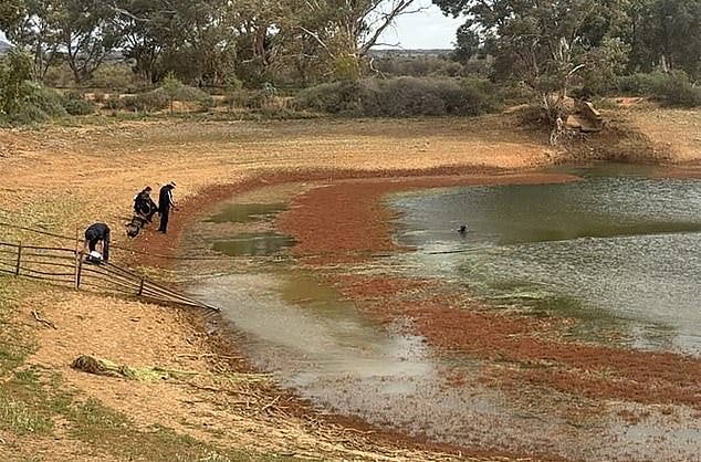 Vanished Without a Trace: The Disappearance of 4-Year-Old Gus Lamont in the Australian Outback | by Silent Observer (Nika) | Oct, 2025 | Medium