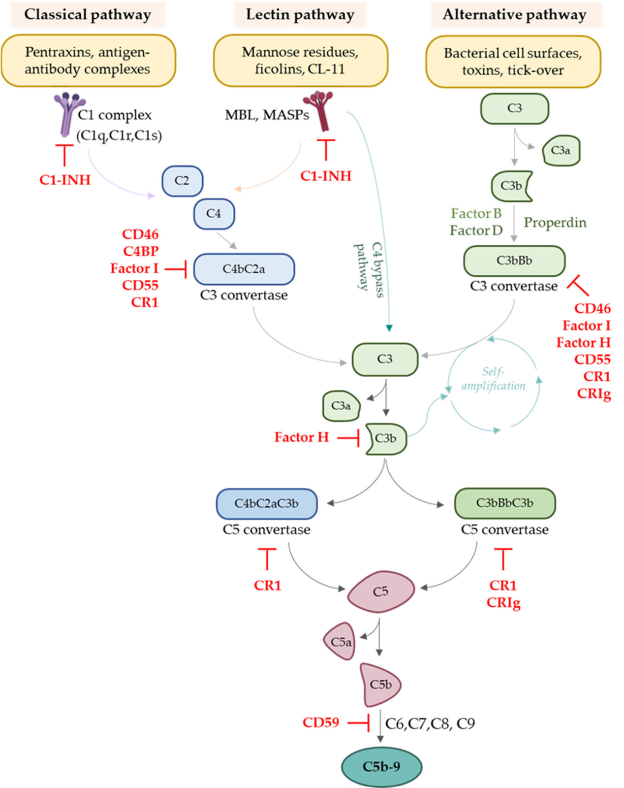The complement inhibitor CD55