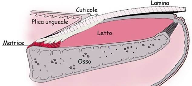 Anatomia dell'unghia. Quanto conosciamo le nostre unghie… | by Vincenza  Barresi | VincenzaNails | Medium