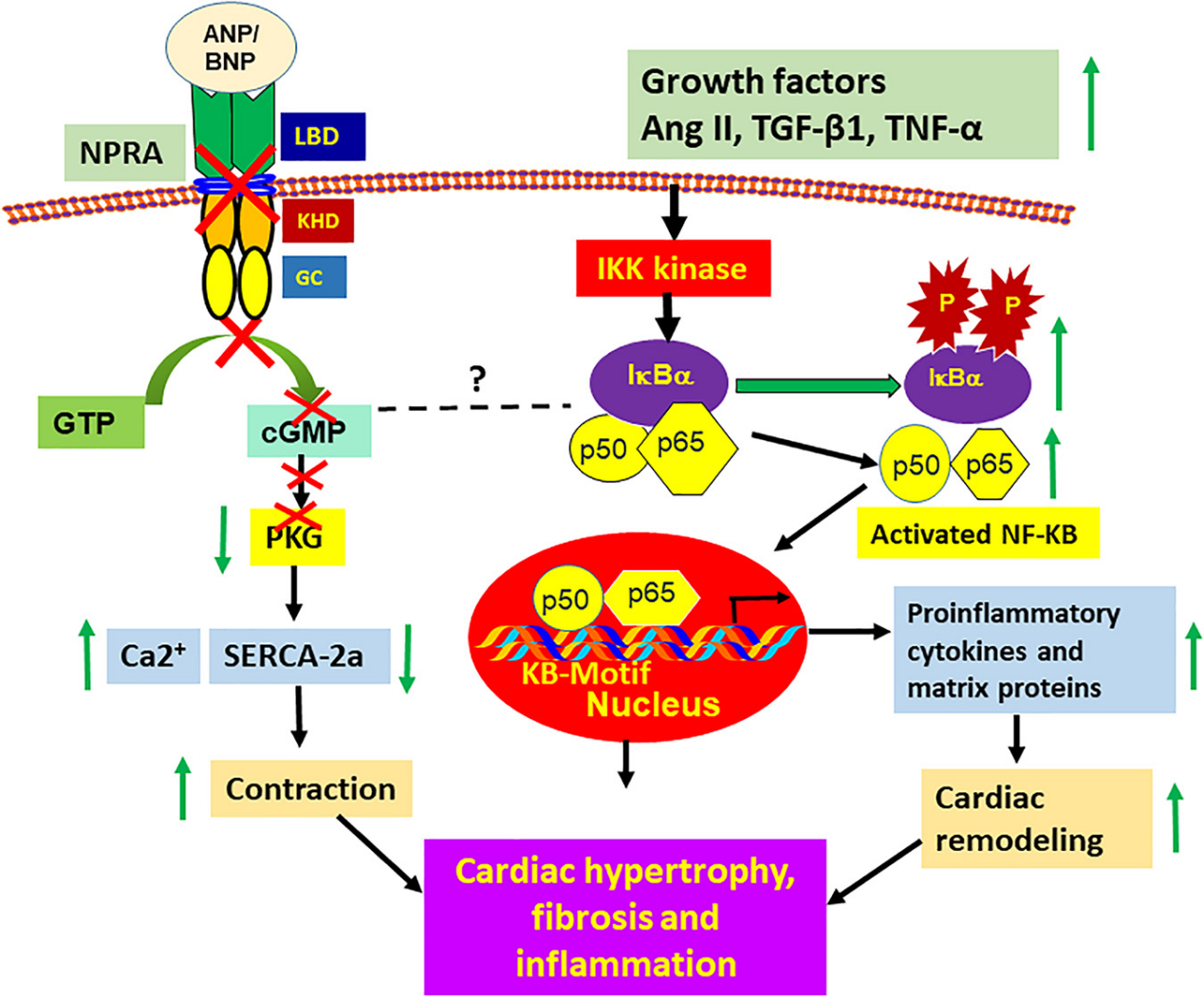 (Data source: Pandey KN. Front Physiol. 2021)