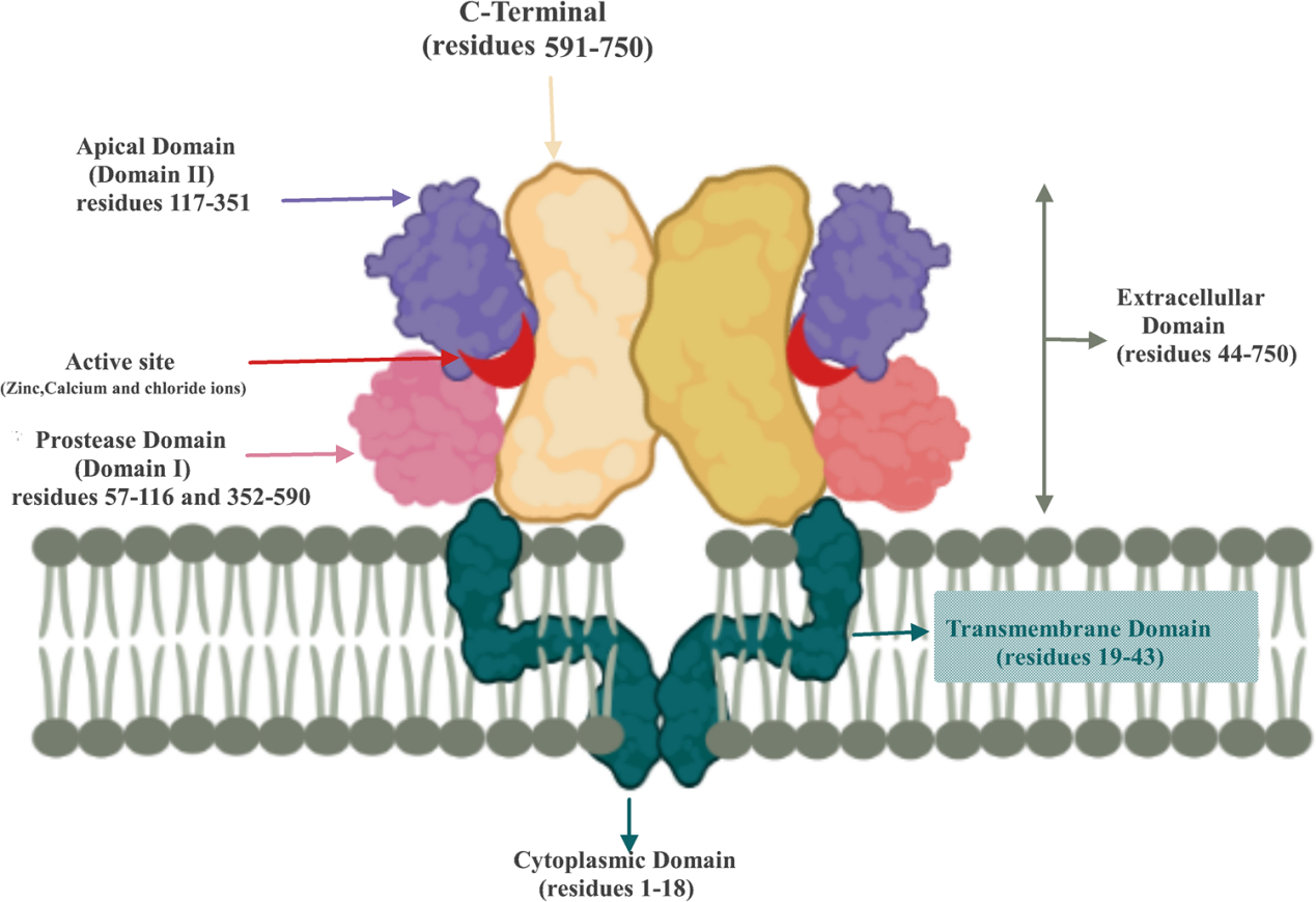 Prostate specific membrane antigen PSMA