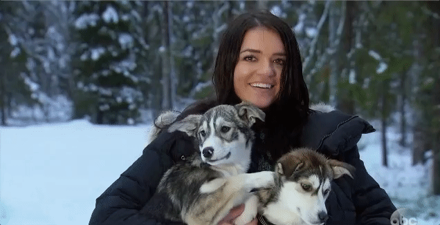 Lessons from The Bachelor Finale: Husky puppies make everything okay. | by  Dani Mahrer | Medium