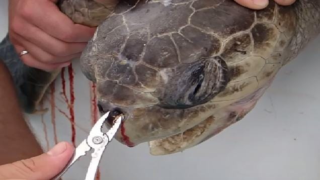 Plastic straw removed from turtle's nose by marine biologists in