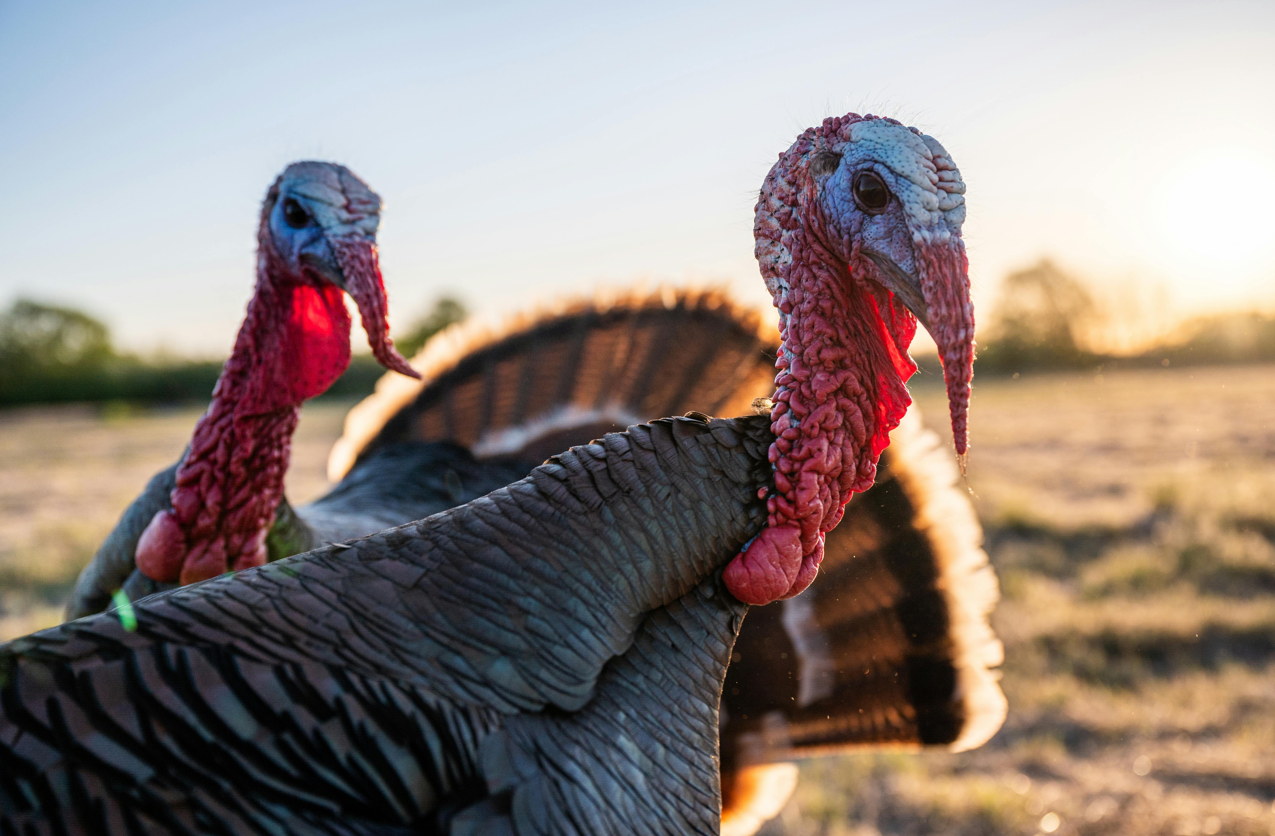 5 Medications to Keep Your Turkey Flock Thriving This Season