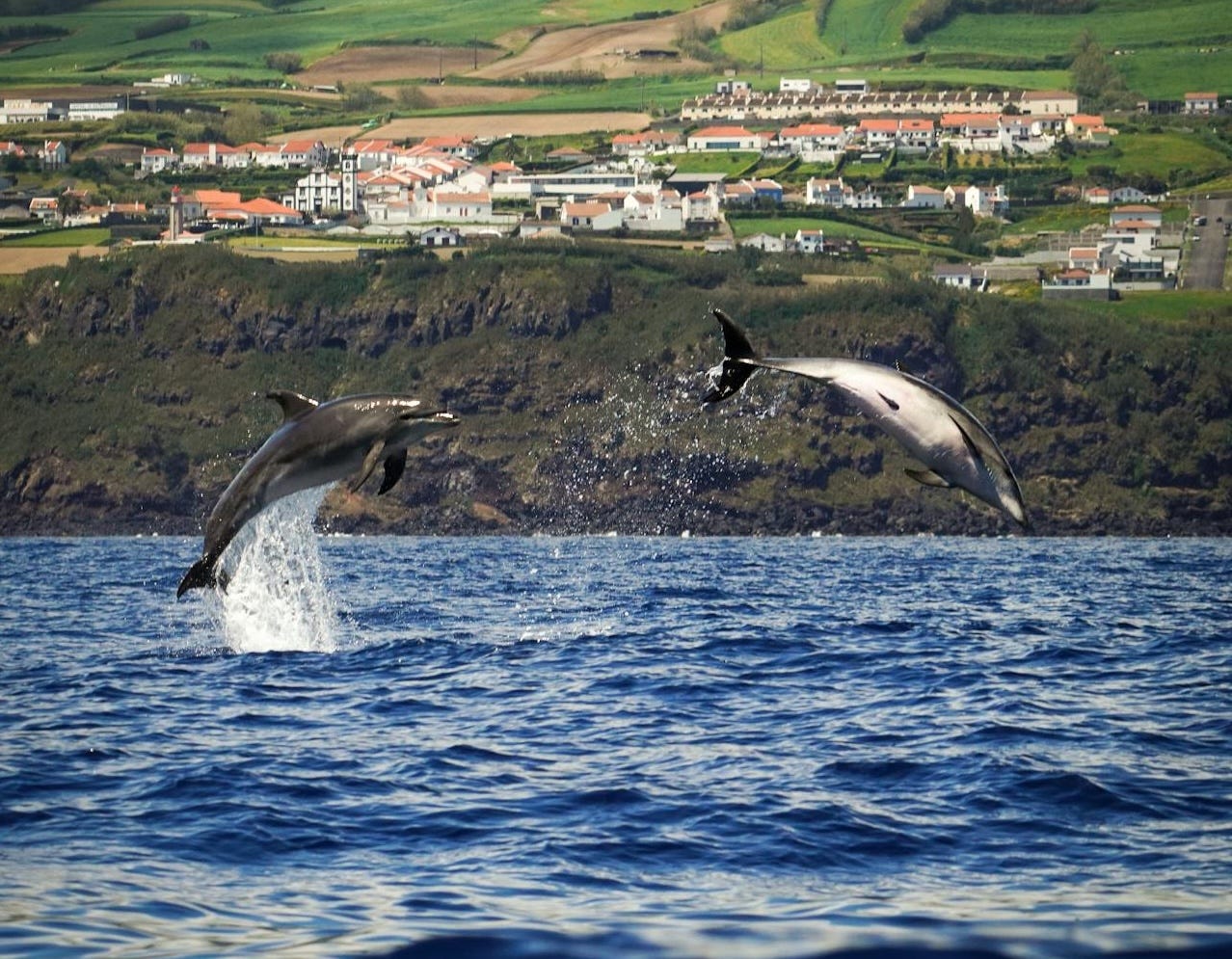 Azores Wildlife Encounters: Whale Watching, Dolphins, and Rare Birds
