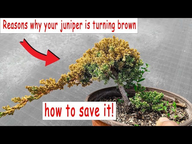 What Happens if a Bonsai Tree is Left in the Sun | by Mariya Kanegi | Medium