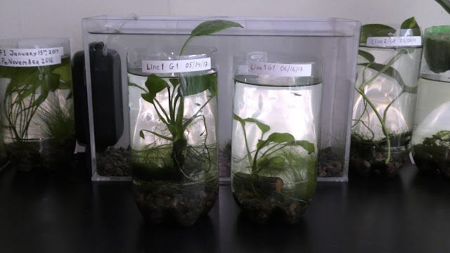Peace Lily Underwater All Year Round | by Michael Langerman | Medium