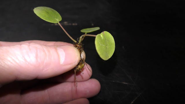 Growing Chinese Money Plant in Water | by Michael Langerman | Medium