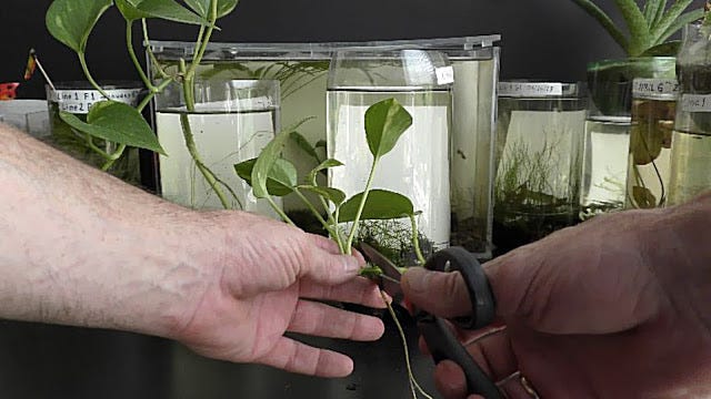 plant self watering device We The Wild Self-Watering Plant Globes