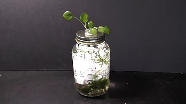 Growing Chinese Money Plant in Water | by Michael Langerman | Medium