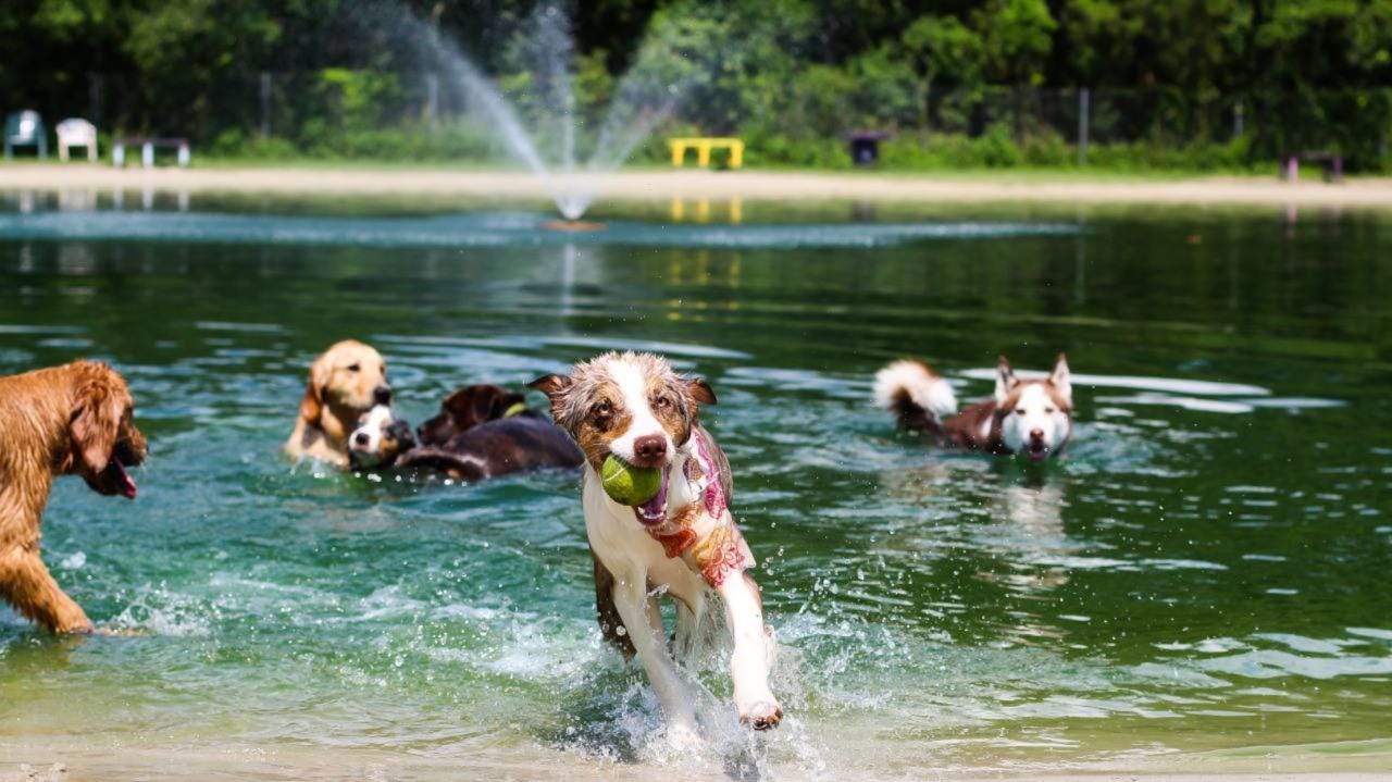 Closest Park Trails, Dogs, & Fun!