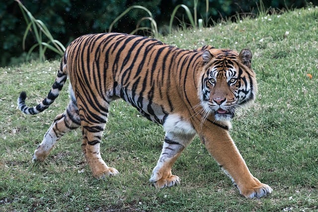 Royal Bengal Tiger  How they look like? What they Eat? & Unique Facts