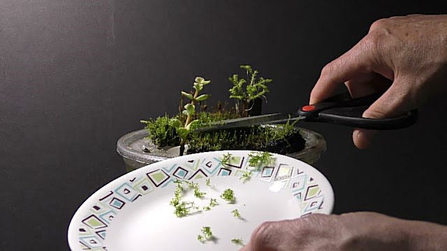 Preparing Land Moss to Grow Underwater Update, by Michael Langerman