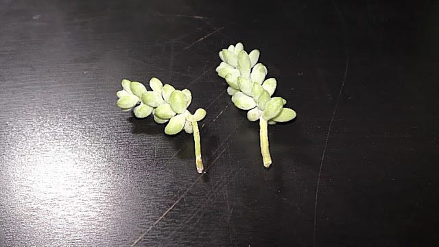 Donkey's Tail Succulent Growing in Water | by Michael Langerman | Medium