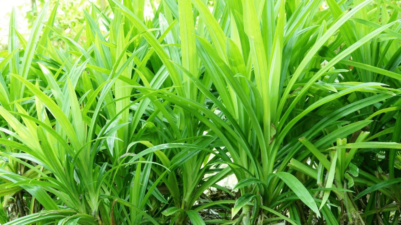 Daun Pandan: Aromaterapi Alami dan Kaya Manfaat untuk Kesehatan