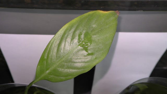 Peace Lily Underwater All Year Round | by Michael Langerman | Medium