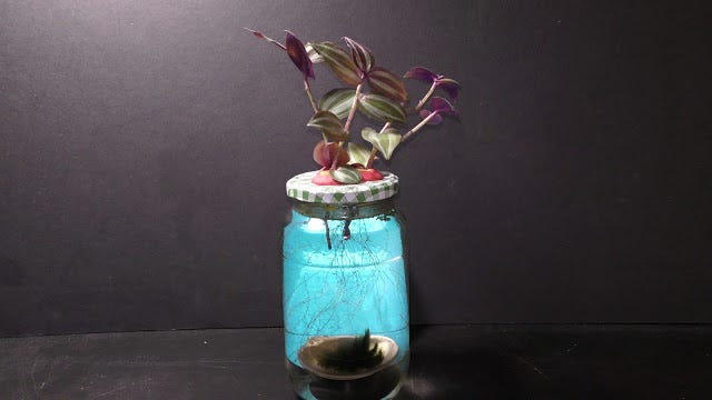 Wandering Jew Sustainable Aquarium Garden | by Michael Langerman 