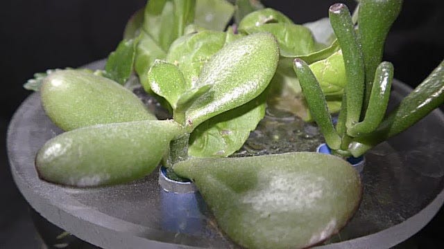 Growing Jade Succulent Plant in Water | by Michael Langerman | Medium