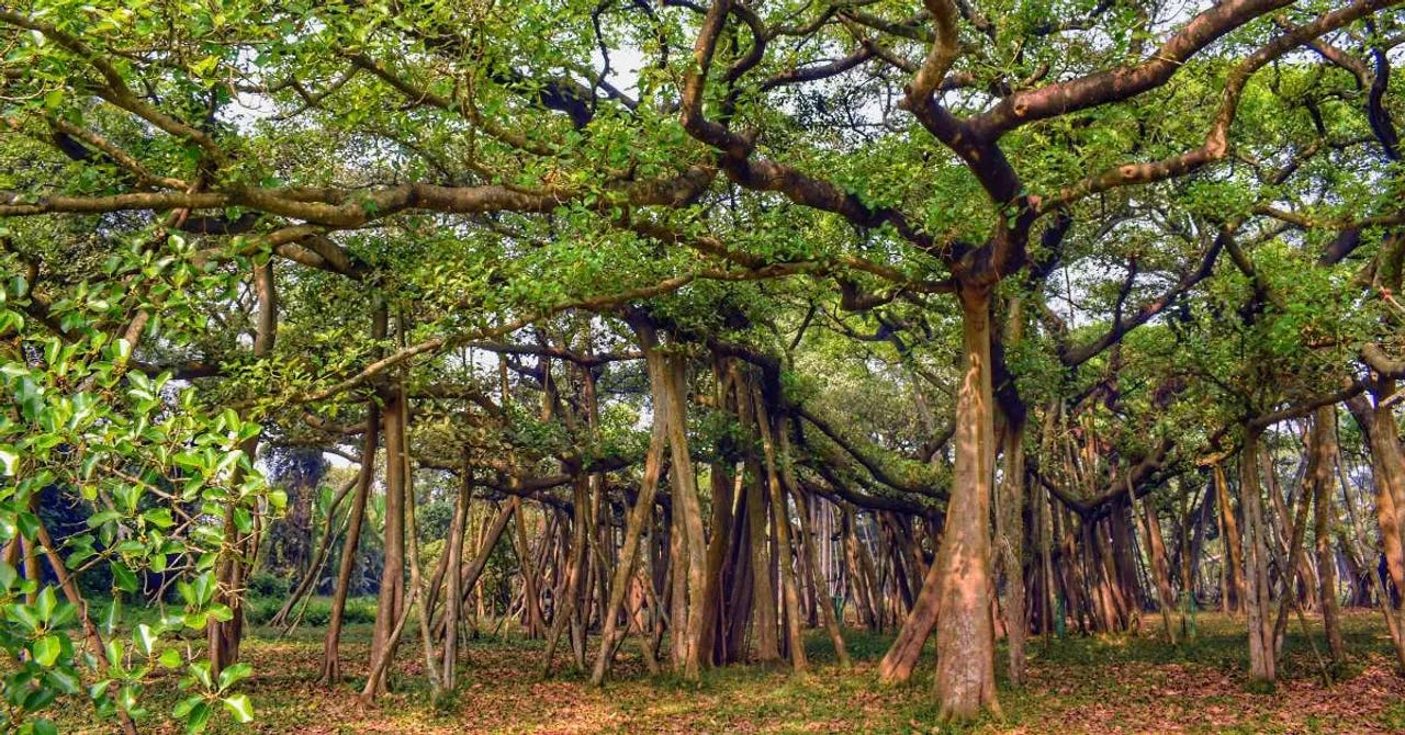 Thimmamma Marrimanu is a huge banyan tree located in the village of Gutibayalu in the Anantapur district of Andhra Pradesh; Picture source: Forbes