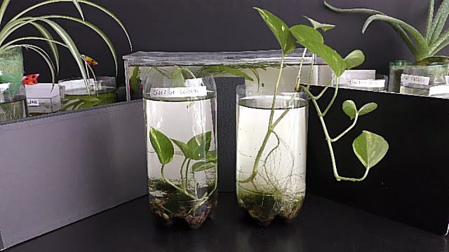 black cherry philodendron care Philodendron black cherry princess starter plant main image 1
