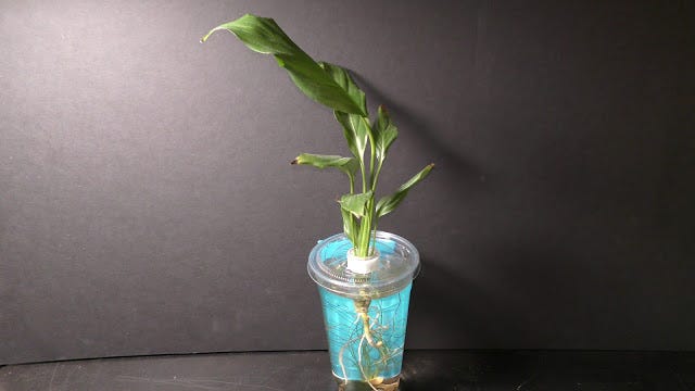 How to Grow Peace Lily in Water. Peace lily is a common house plant that |  by Michael Langerman | Medium
