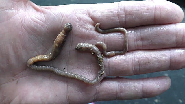 Fishing Worms, Live bait, Bubble house worm farm